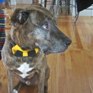 Black and Gold Dog Bow Tie