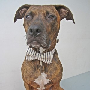 Black and Cream Ticking Striped Dog Bow Tie