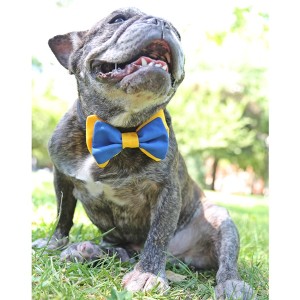Blue and Gold Dog Bow Tie