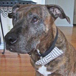 Blue and Cream Ticking Striped Dog Bow Tie