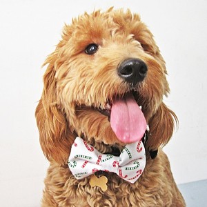 Christmas Candy Cane Dog Bow Tie