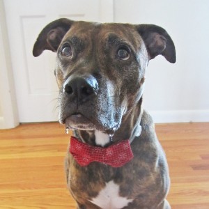 Christmas Star Dog Bow Tie