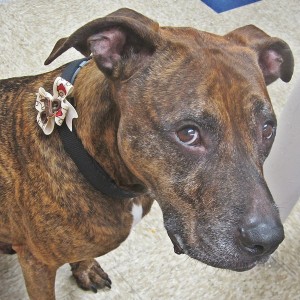 Cowboy Satin Ribbon and Suede Collar Dog Badge