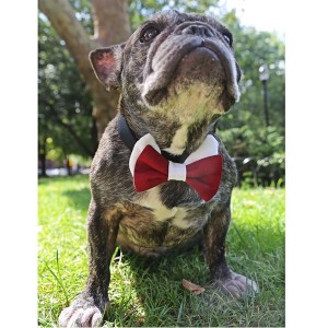 Crimson and White Dog Bow Tie