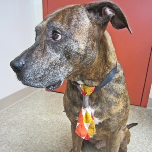 Autumn Leaves Dog Tie