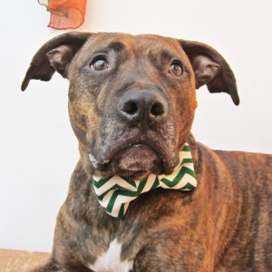 Green Chevron Striped Dog Bow Tie