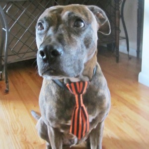 Orange and Black Halloween Dog Tie