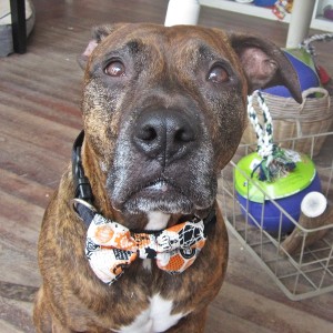 Happy Halloween Dog Bow Tie