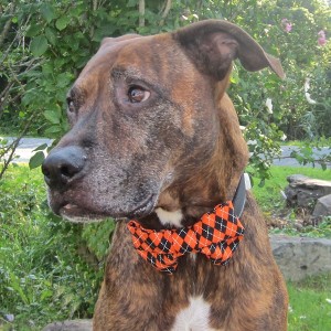 Halloween Orange and Black Argyle Dog Bow Tie