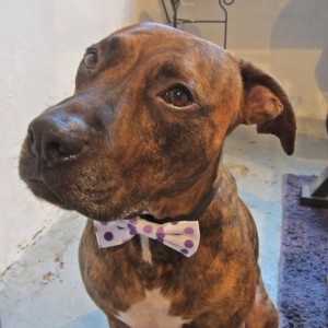 Mini White and Purple Polka Dot Dog Bow Tie