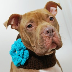 Dark Brown Dog Cowl with Teal Flower - Large