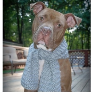 Ice Blue Dog Scarf - Large