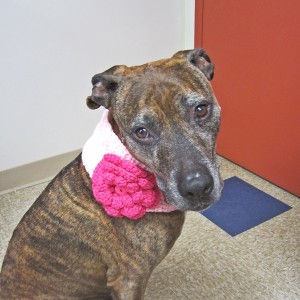 Light Pink Dog Cowl with Hot Pink Flower - Large