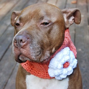 Orange Dog Cowl with White Flower - Medium