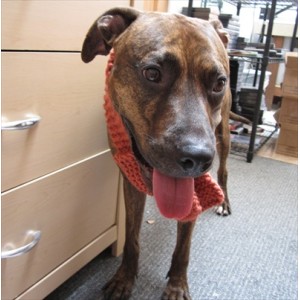 Orange Dog Scarf - Large