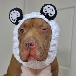 White Panda Dog Snood - Medium