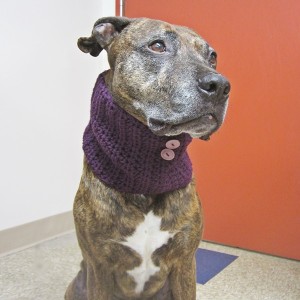 Plum Dog Cowl - Small