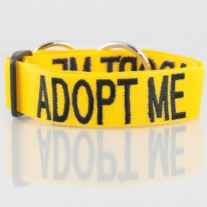 Adopt Me Buckle Dog Collar - Small-Med 