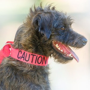 Caution Buckle Dog Collar