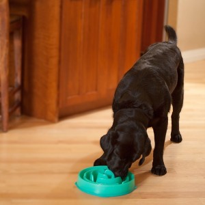 Kyjen Drop Slo-Bowl Slow Feeder