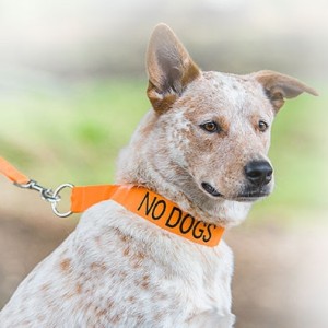 No Dogs Buckle Dog Collar - Small-Med 