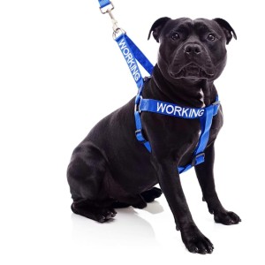 Working Dog Harness