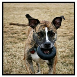 Goughnuts Interactive Ring Dog Toy