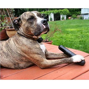 Goughnuts 9" Interactive Stick Dog Toy