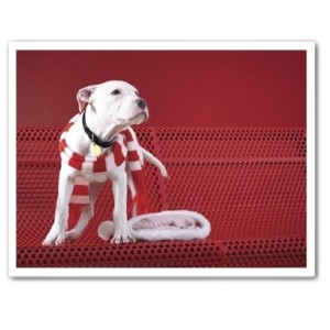 Itty Pittie On Bench Christmas Card