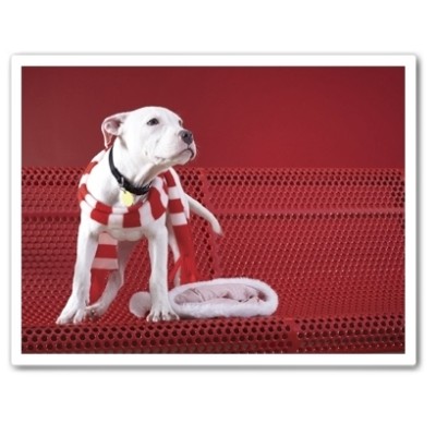 Itty Pittie On Bench Christmas Card