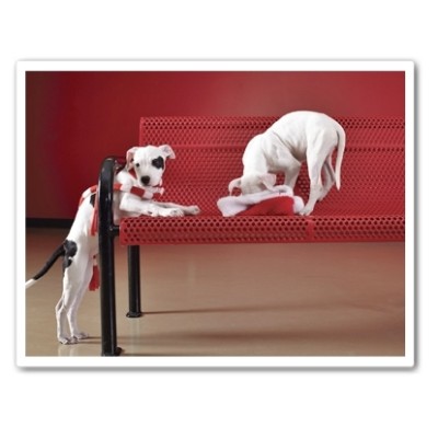 Itty Pittie Two Puppies Christmas Card