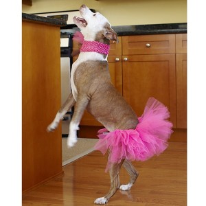 Hot Pink Dog Tutu