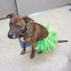 Green and Yellow Dog Tutu