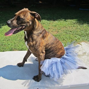 Black and Grey Dog Tutu