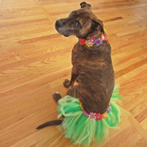 Hawaiian Dog Tutu Costume