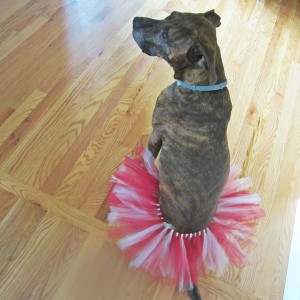 Maroon and Cream Dog Tutu