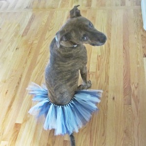 Navy and Grey Dog Tutu