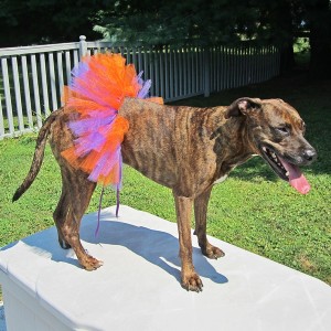 Orange and Purple Dog Tutu