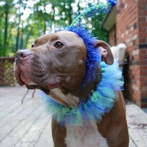 Peacock Dog Headpiece