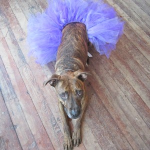 Purple Dog Tutu