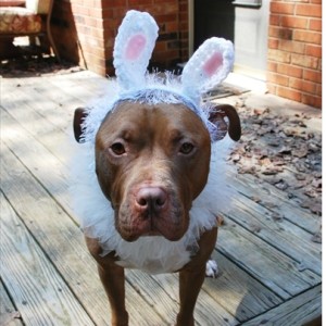 White Collar Dog Tutu