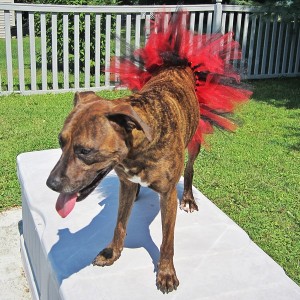 Red and Black Dog Tutu