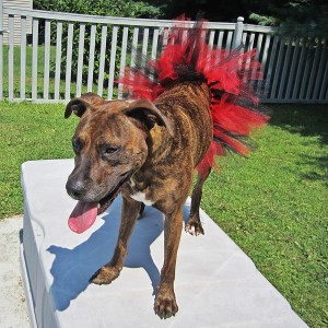 Red and Black Dog Tutu