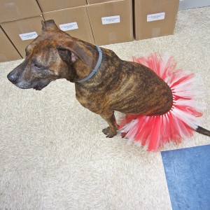 Red and Cream Dog Tutu