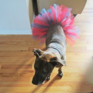Red and Navy Dog Tutu